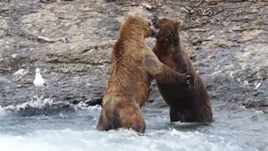 Fighting Brown Bears