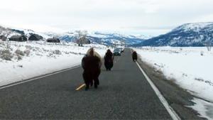 Buffalo Head Butts Car