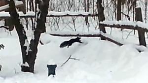 Drunk Squirrel Tries To Get Home