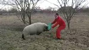 Buck Attacks Farmer