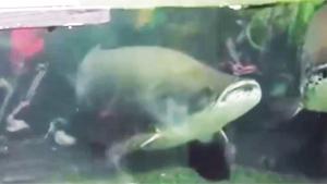 Feeding Fish