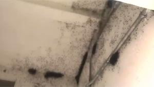 Afraid Of Spiders?