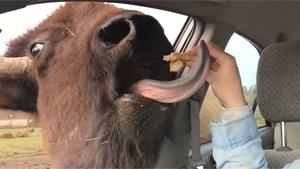 Buffalo Wants To Give Girl A French Kiss