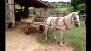 Horse Reverse Parking Carriage