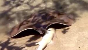 Stingray Captures Fish