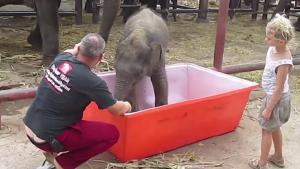 Baby Elephant Slips In Bathtub