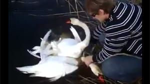 Helping Out Entangled Swans