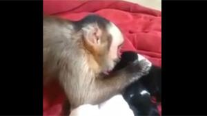 Baby Monkey Makes New Friends