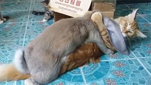 Horny Rabbit Rapes Cat