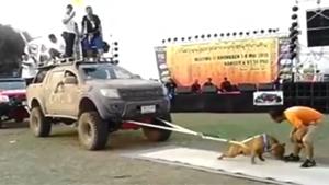 World's Strongest Dog