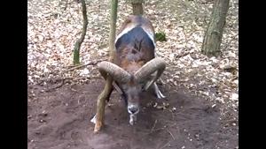 Freeing Stuck Buck