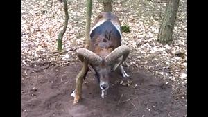 Freeing Stuck Buck