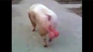 Shameless Pig!