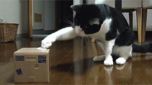 Curious Cat
