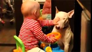 Baby Beats Up Dog