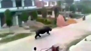 Rhino Chasing Moped