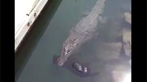 Alligator Grabbed Dog