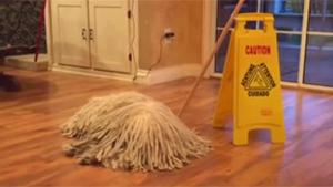 Mop Is Alive