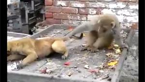 Monkey vs Dog