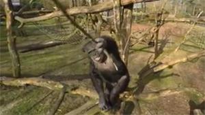 Chimp Knocks Drone Out The Air