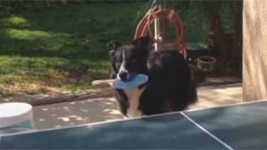 Dog Playing Ping Pong