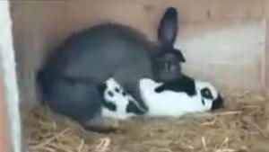 Rabbit Died What It Loved Doing Most