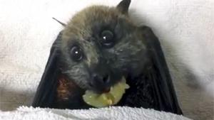 Bat Eating Grape