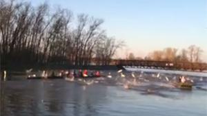 Bizarre Jumping Fish Spectacle