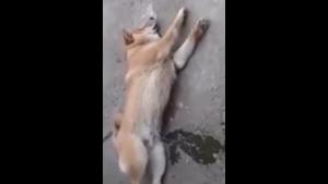 Sleeping Dog Pissing