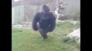 Gorilla Scares Kids