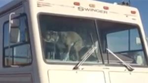 Dog Leaves A Present For Owners