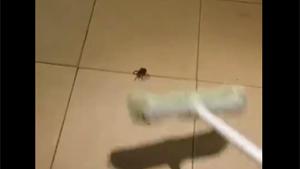 Releasing A Spider Bomb