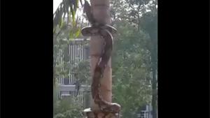Snake Climbing Tree