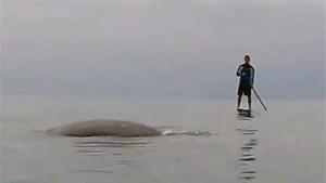 Close Encounter With Gray Whale