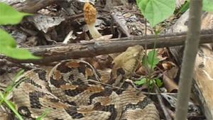 Picking Mushroom Next To Rattle Snake