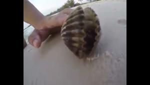 Surprise In Clam Shell