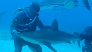 Hypnotising Deadly Shark