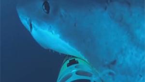 Shark Attacks Underwater Camera
