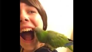 Parrot Pulls Tooth