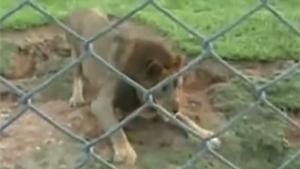 Circus Lion Gets Freed