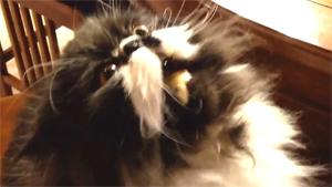 Brain Freeze For Cat