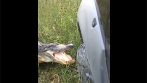 4X4 Vs Alligator