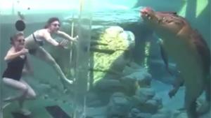 Crocodile Passes On Canned Food