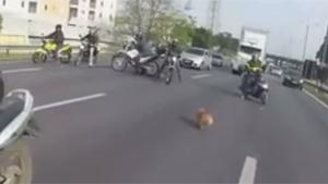 Biker Gang saves Doggy At Large
