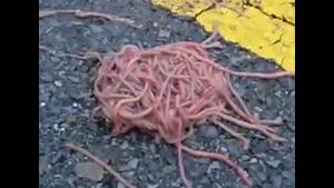 Spaghetti Bolognese