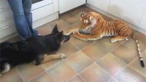 German Sheperd VS Tiger