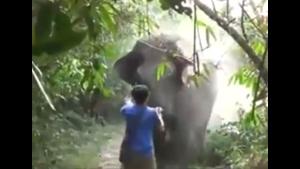 Elephant Takes A Run At Guy