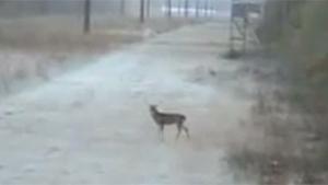 Cross Eyed Hunter Meets Dumb Deer