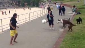 Soccer Loving Dog