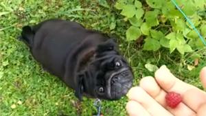 Dog Prank Fail